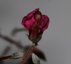 Indigofera complicata