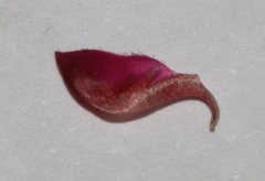 Indigofera complicata