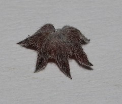 Indigofera complicata