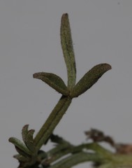 Indigofera complicata