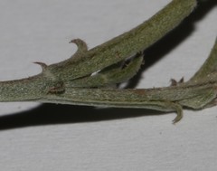 Indigofera complicata