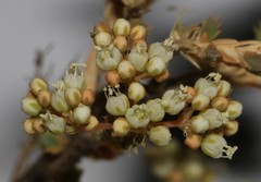 Psammotropha anguina