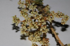 Psammotropha anguina