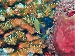 Pycnochromis retrofasciatus