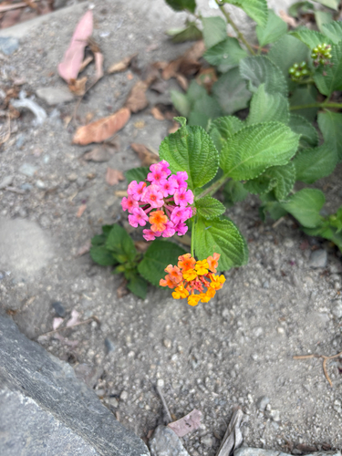 common lantana