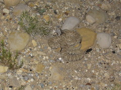 Crotalus oreganus concolor