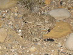 Crotalus oreganus concolor