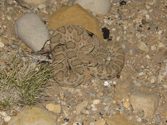 Crotalus oreganus concolor