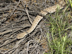 Crotalus oreganus concolor