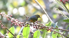 Euphonia imitans