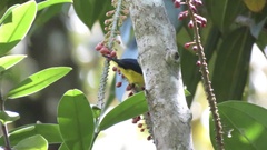 Euphonia imitans