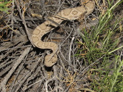 Crotalus oreganus concolor