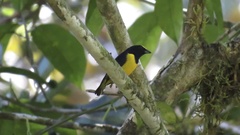 Euphonia imitans