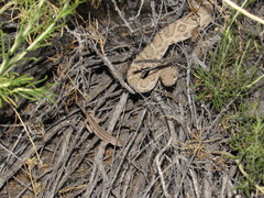 Sceloporus graciosus graciosus
