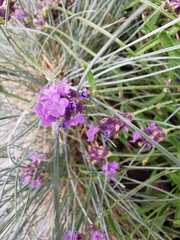 Angiospermae