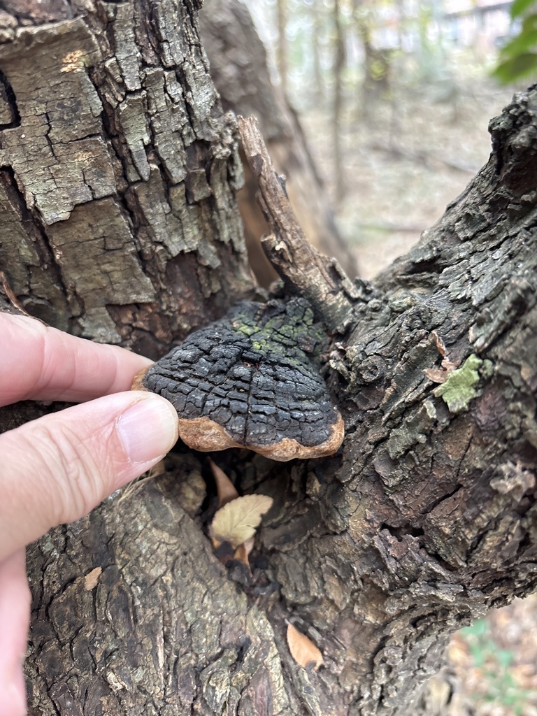 Pyrofomes juniperinus