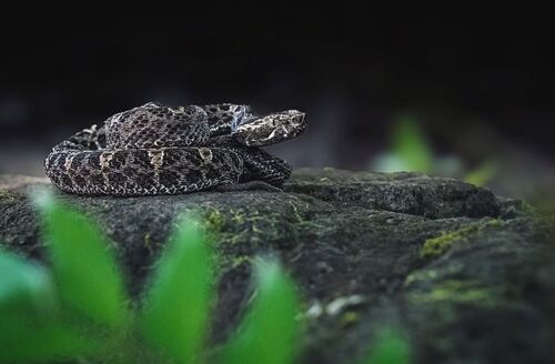 Slender Hognose Viper, Porthidium ophryomegas