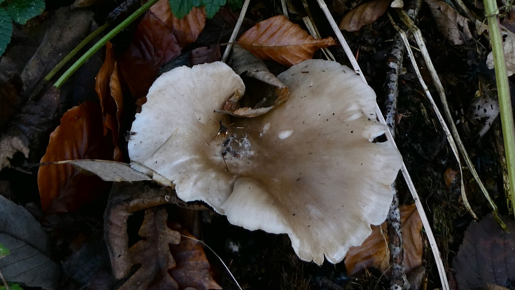 Clitocybe nebularis · December 2025 · photo: © patricklm35 (iNaturalist, cc0)