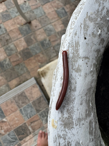 Rusty Millipede