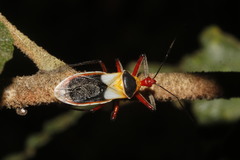 Castolus plagiaticollis