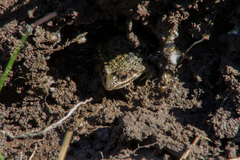 Leptodactylus latinasus
