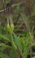 Ceropegia attenuata