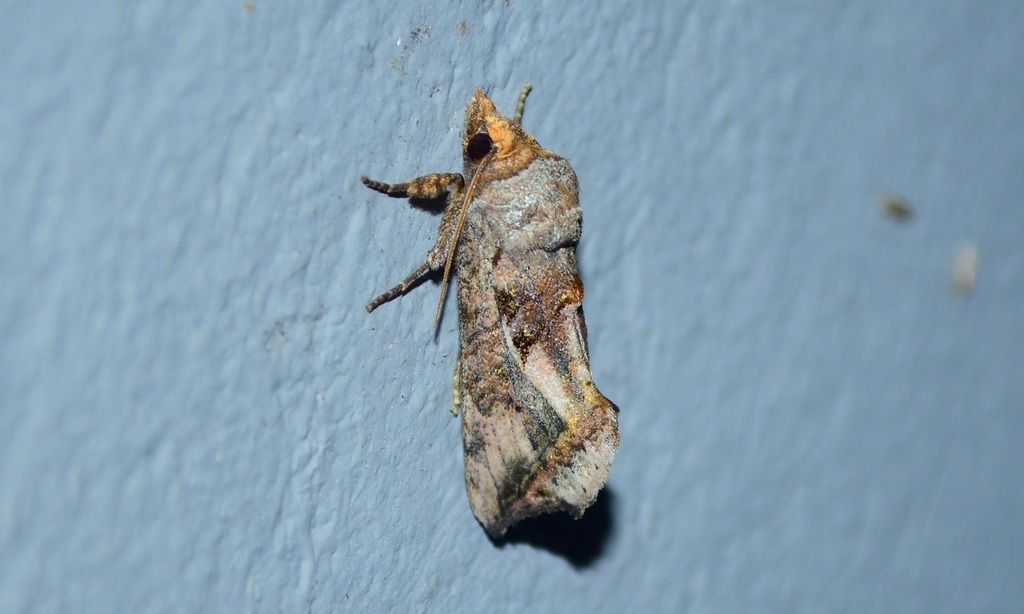 Oraesia albescens