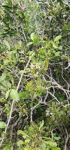 Rock Ash (Ekebergia pterophylla)
