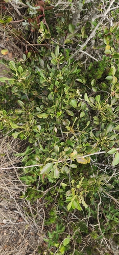 Ekebergia pterophylla, photograph 2