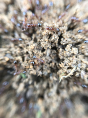 Solenopsis saevissima