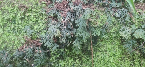 African Weft Fern (Crepidomanes melanotrichum)
