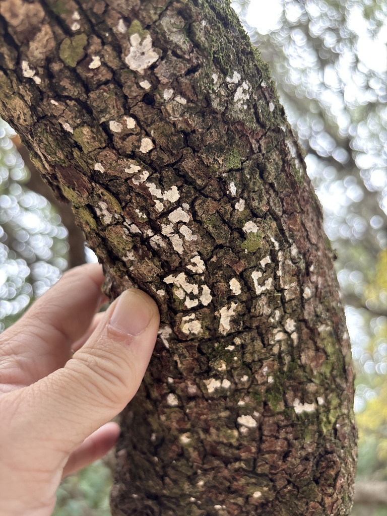 Dendrothele candida · December 2025 · photo: © sambiology (iNaturalist, cc-by)