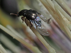 Brachypterus urticae