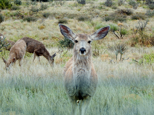 Mule Deer photographed in New Mexico