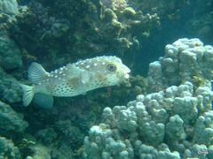 Cyclichthys spilostylus