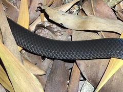 Cacophis harriettae
