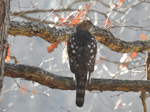 Cooper's Hawk