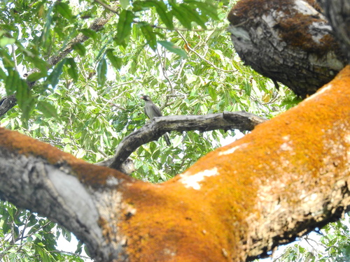 Greater Honeyguide