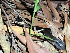 Cacophis harriettae
