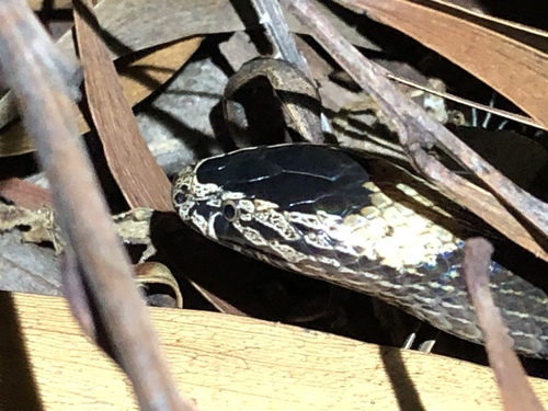 White-crowned Snake, Cacophis harriettae