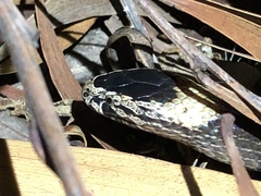 Cacophis harriettae