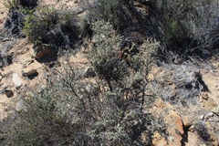 Wiborgia sericea
