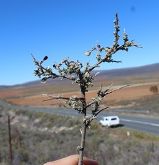 Wiborgia sericea