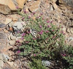 Polhillia involucrata