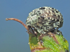 Cionus hortulanus