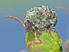 Cionus hortulanus