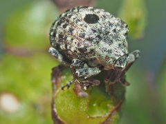 Cionus hortulanus