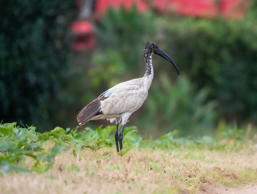 Ibis sacré, jeune