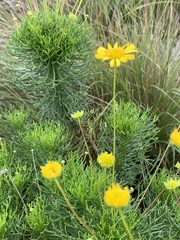 Euryops pedunculatus