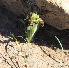 Ferraria variabilis